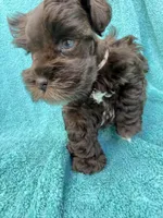 Truffles, a female Miniature Schnauzer for sale in Longview, TX – 3 of 10