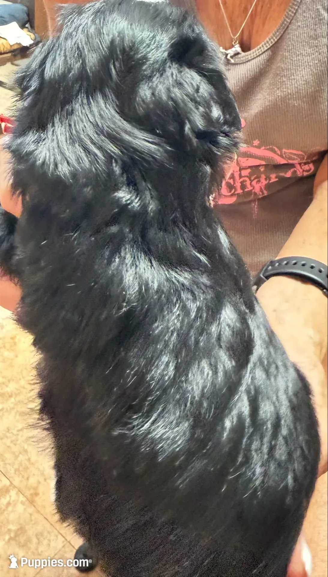 Roro, a male Miniature Schnauzer for sale in Longview, TX – 7 of 9