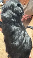 Roro, a male Miniature Schnauzer for sale in Longview, TX – 5 of 10