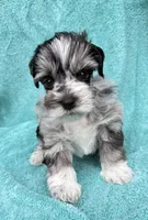 Toto, a male Miniature Schnauzer for sale in Longview, TX – 9 of 10