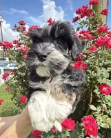 Roro, a male Miniature Schnauzer for sale in Longview, TX – 8 of 9