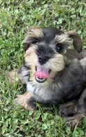 Rook, a male Miniature Schnauzer for sale in Longview, TX – 9 of 10