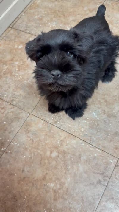 Robby, a male Miniature Schnauzer for sale in Longview, TX – 3 of 7