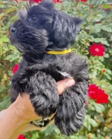 Reyna, a female Miniature Schnauzer for sale in Longview, TX – 4 of 8