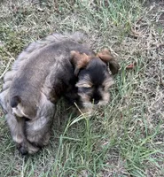 Rook, a male Miniature Schnauzer for sale in Longview, TX – 7 of 10