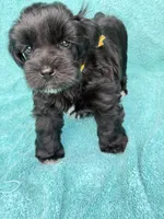 Robby, a male Miniature Schnauzer for sale in Longview, TX – 3 of 10