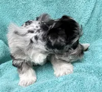 Toto, a male Miniature Schnauzer for sale in Longview, TX – 5 of 10