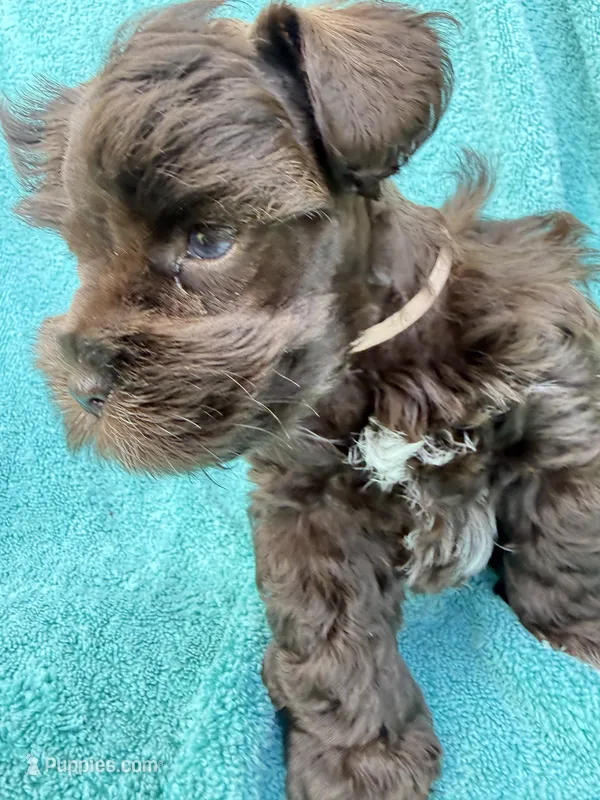 Sable – Miniature Schnauzer puppy for sale in Longview, TX