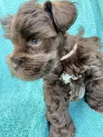 Sable, a female Miniature Schnauzer for sale in Longview, TX – 1 of 4
