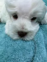 Tuxley, a male Miniature Schnauzer for sale in Longview, TX – 6 of 10
