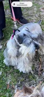 Truffles, a female Miniature Schnauzer for sale in Longview, TX – 10 of 10