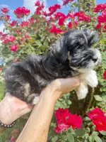 Roro, a male Miniature Schnauzer for sale in Longview, TX – 7 of 10