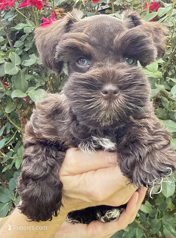 Sable – Miniature Schnauzer puppy for sale in Longview, TX