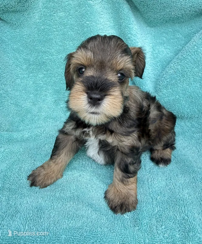 Rook – Miniature Schnauzer puppy for sale in Longview, TX