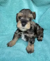 Rook, a male Miniature Schnauzer for sale in Longview, TX – 1 of 6