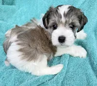 April , a female Miniature Schnauzer for sale in Longview, TX – 2 of 6