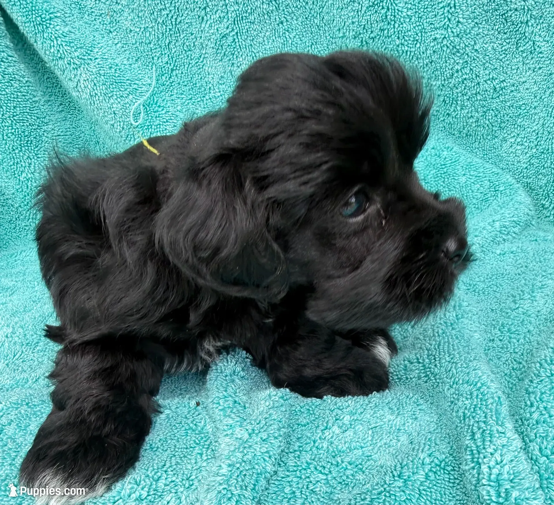 Reyna, a female Miniature Schnauzer for sale in Longview, TX – 3 of 7