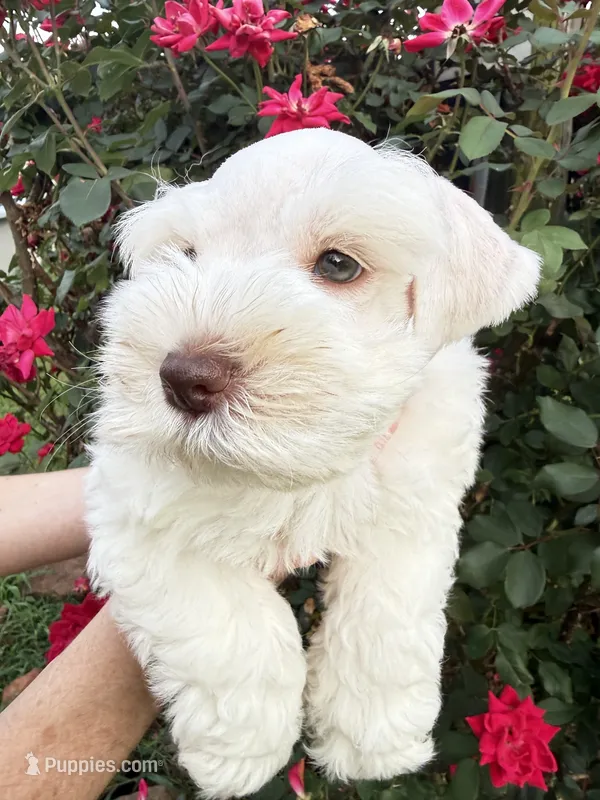 Tuxley – Miniature Schnauzer puppy for sale in Longview, TX