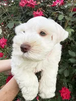Tuxley, a male Miniature Schnauzer for sale in Longview, TX – 1 of 9