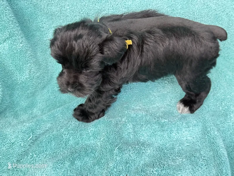 Reyna – Miniature Schnauzer puppy for sale in Longview, TX