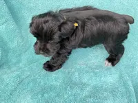 Reyna, a female Miniature Schnauzer for sale in Longview, TX – 1 of 7