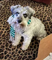 Yasmine, a female Miniature Schnauzer for sale in Longview, TX – 2 of 9
