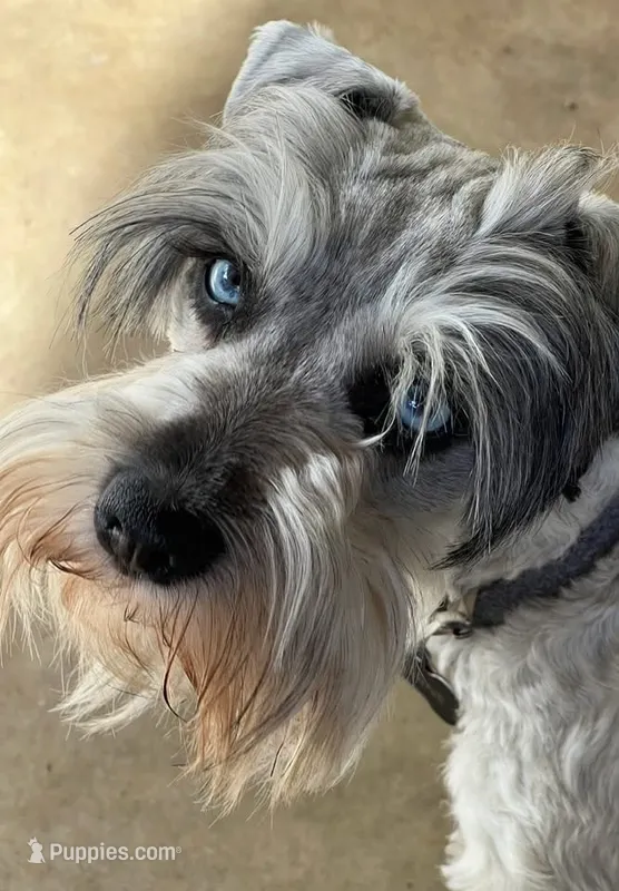 Yasmine – Miniature Schnauzer puppy for sale in Longview, TX