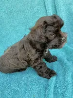 Truffles, a female Miniature Schnauzer for sale in Longview, TX – 9 of 10