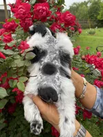 Meisha, a female Miniature Schnauzer for sale in Longview, TX – 4 of 6