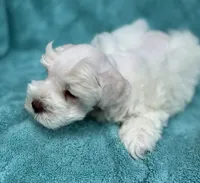 Tuxley, a male Miniature Schnauzer for sale in Longview, TX – 5 of 10