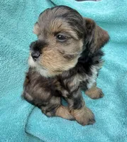 Rook, a male Miniature Schnauzer for sale in Longview, TX – 4 of 6
