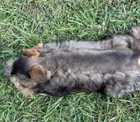 Rook, a male Miniature Schnauzer for sale in Longview, TX – 4 of 10