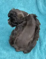 Truffles, a female Miniature Schnauzer for sale in Longview, TX – 2 of 10