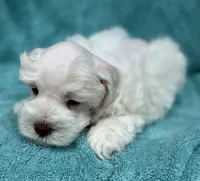 Tuxley, a male Miniature Schnauzer for sale in Longview, TX – 4 of 10