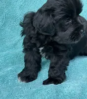 Reyna, a female Miniature Schnauzer for sale in Longview, TX – 2 of 7