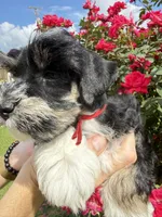 Roro, a male Miniature Schnauzer for sale in Longview, TX – 8 of 10