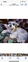Yasmine, a female Miniature Schnauzer for sale in Longview, TX – 6 of 9