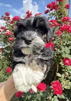 Roro, a male Miniature Schnauzer for sale in Longview, TX – 2 of 10