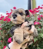 Rook, a male Miniature Schnauzer for sale in Longview, TX – 5 of 10