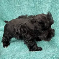 Robby, a male Miniature Schnauzer for sale in Longview, TX – 2 of 10