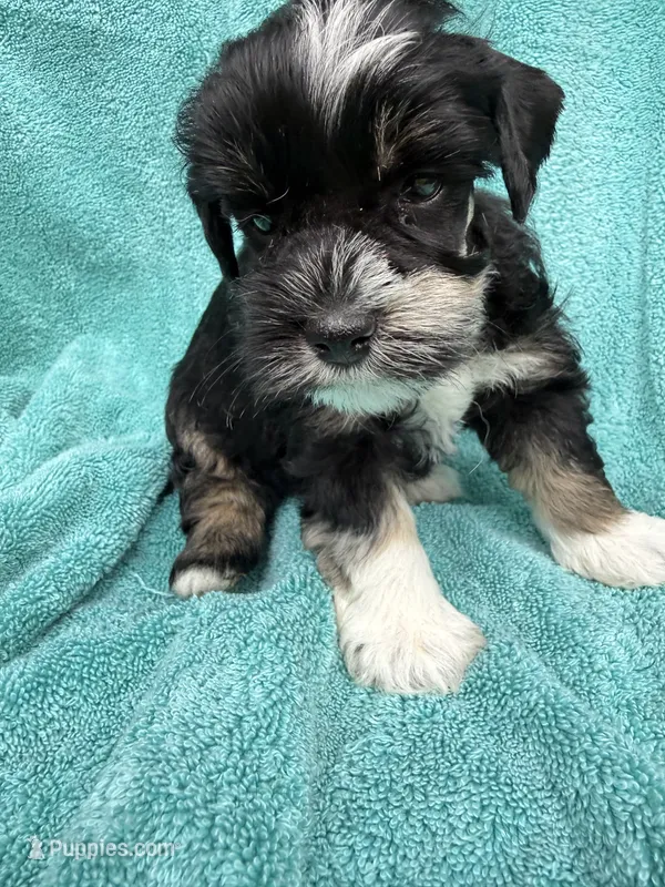 Roro – Miniature Schnauzer puppy for sale in Longview, TX