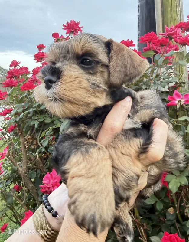 Rook – Miniature Schnauzer puppy for sale in Longview, TX
