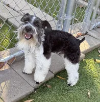 Tuxley, a male Miniature Schnauzer for sale in Longview, TX – 9 of 10