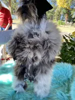 Meisha, a female Miniature Schnauzer for sale in Longview, TX – 2 of 6