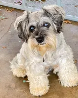 Yasmine, a female Miniature Schnauzer for sale in Longview, TX – 4 of 9