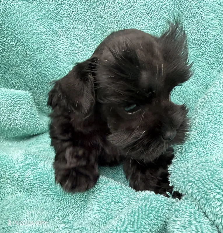 Robby, a male Miniature Schnauzer for sale in Longview, TX – 1 of 10