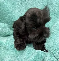 Robby, a male Miniature Schnauzer for sale in Longview, TX – 1 of 10