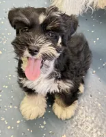 Roro, a male Miniature Schnauzer for sale in Longview, TX – 3 of 9