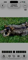 Rook, a male Miniature Schnauzer for sale in Longview, TX – 3 of 10
