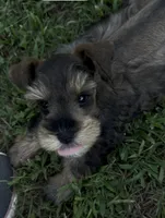 Rook, a male Miniature Schnauzer for sale in Longview, TX – 10 of 10